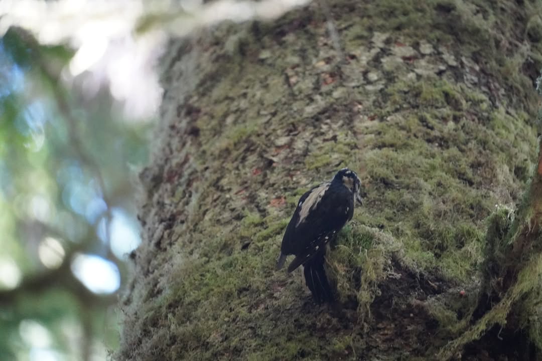 Hoary Woodpecker on Moments in Time Trail