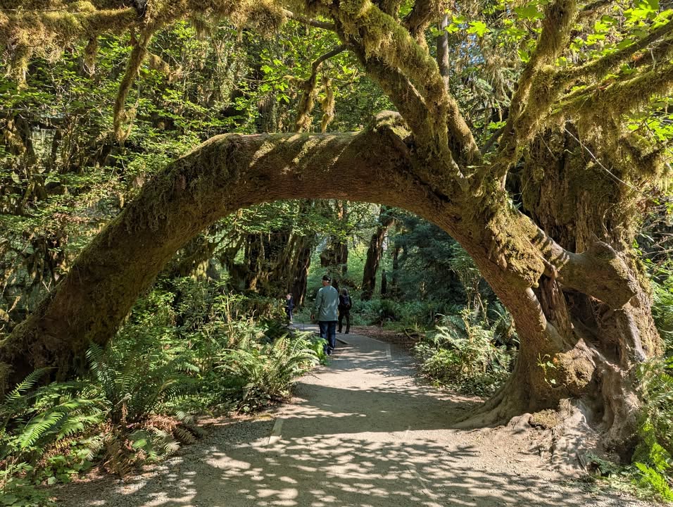 Hoh Rainforest
