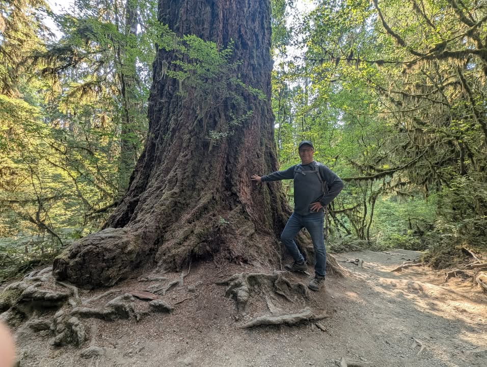 Hoh Rainforest
