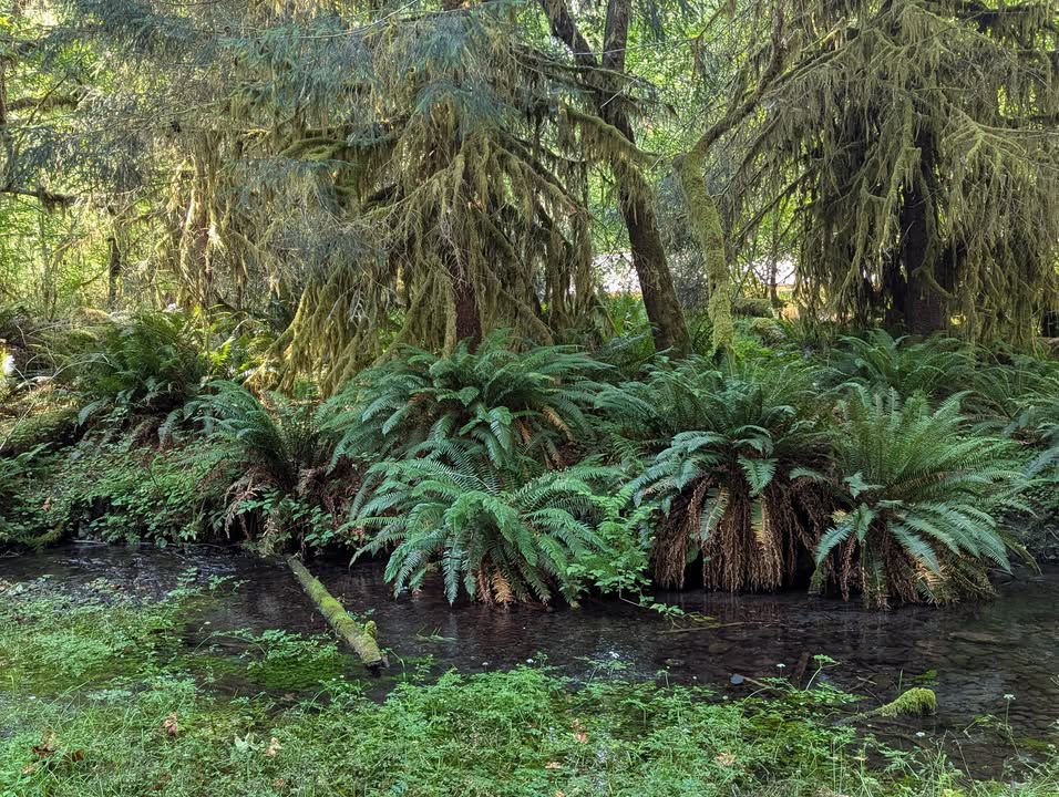 Hoh Rainforest