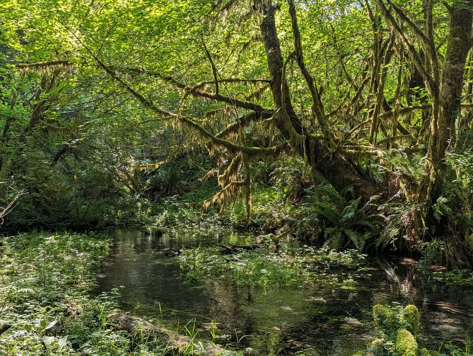 Hoh Rainforest