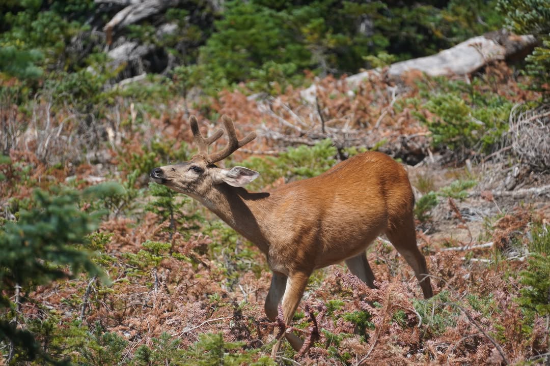 Horsefly and Buck at Cirque Rim Trail