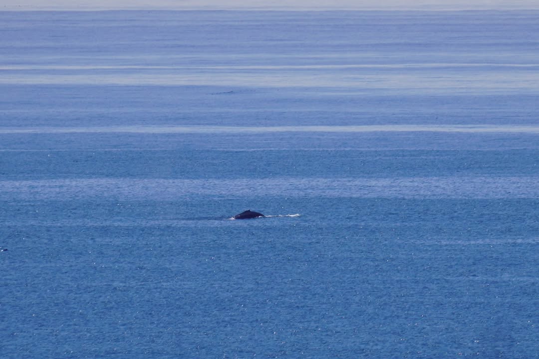 Humpback Whale viewed from bluff