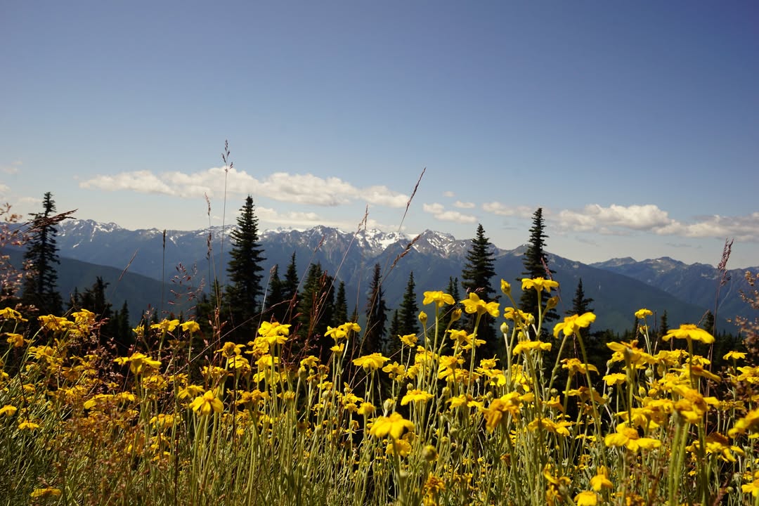 Hurricane Hill Trail flowers