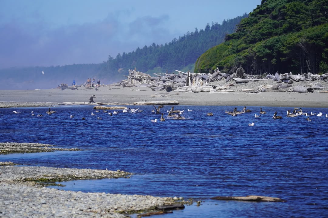 Kalaloch Beach near Kalaloch Lodge