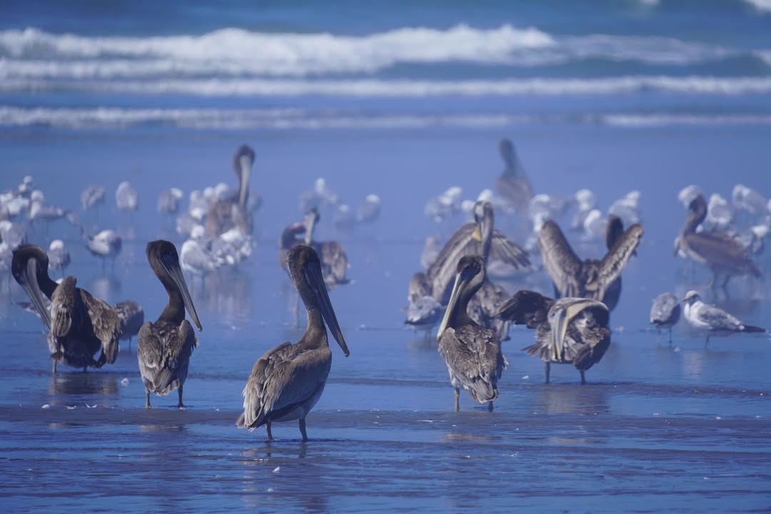 Kalaloch Beach near Kalaloch Lodge
