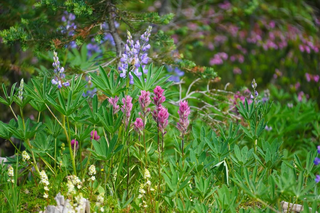 Lupine and Paintbrush on Cirque Rim trail