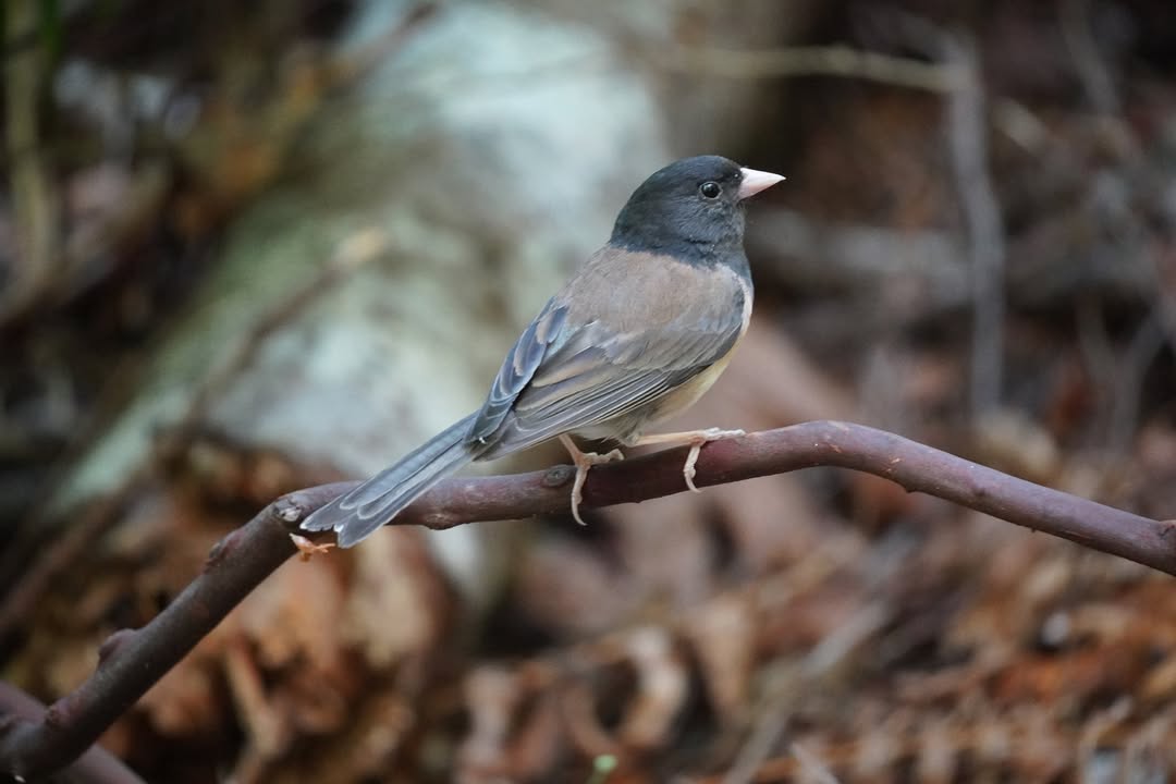 Male Dark-eyed Junco on Spruce Railroad Trail