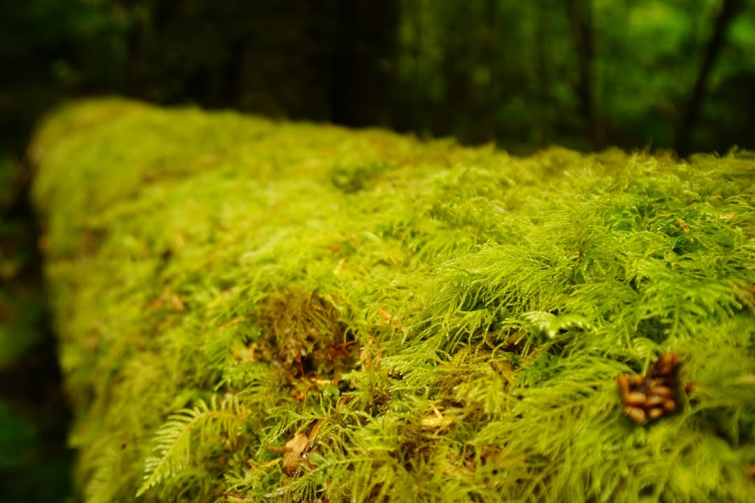 Moss covered tree in forest