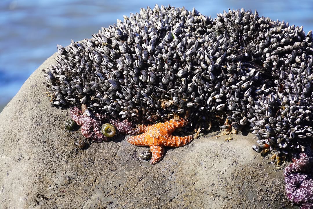 Mussels and Starfish on Rialto Beach