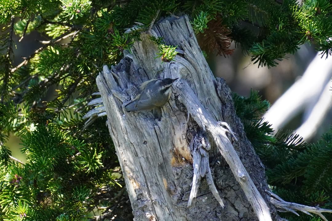 Nuthatch on Hurricane Hill Trail