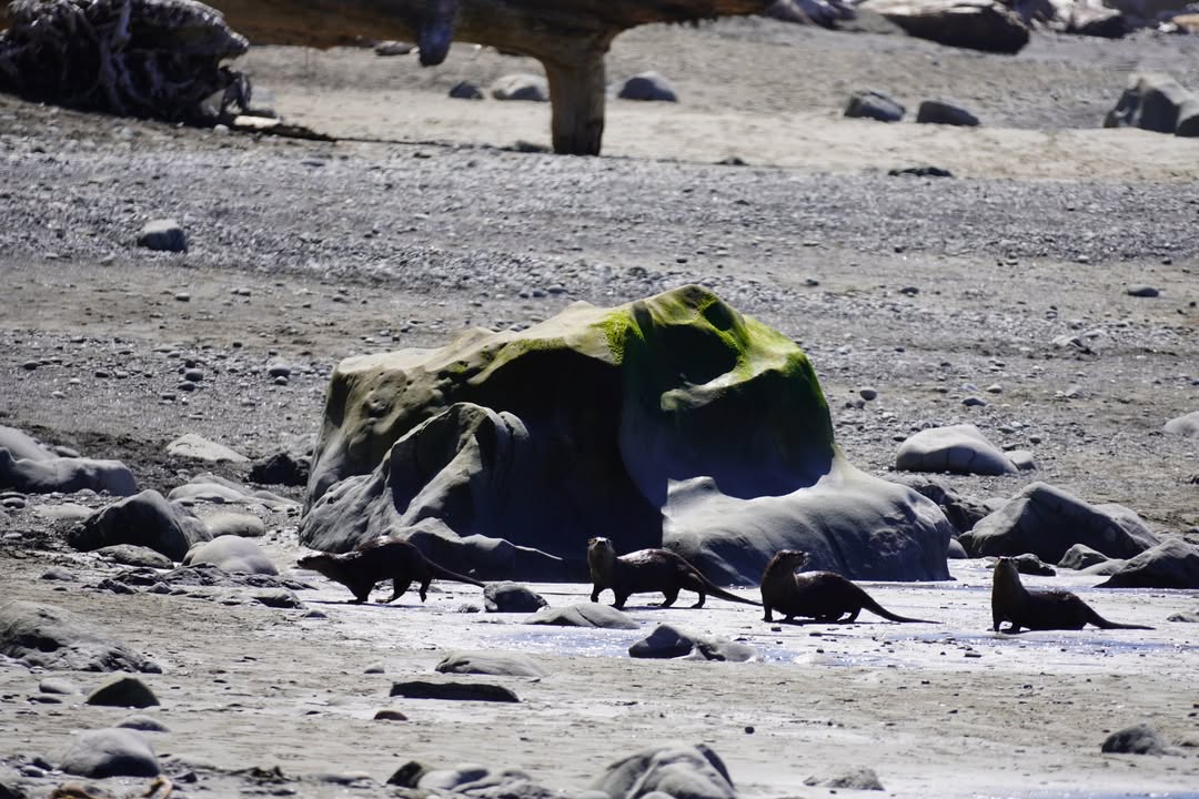 Otters on Rialto Beach