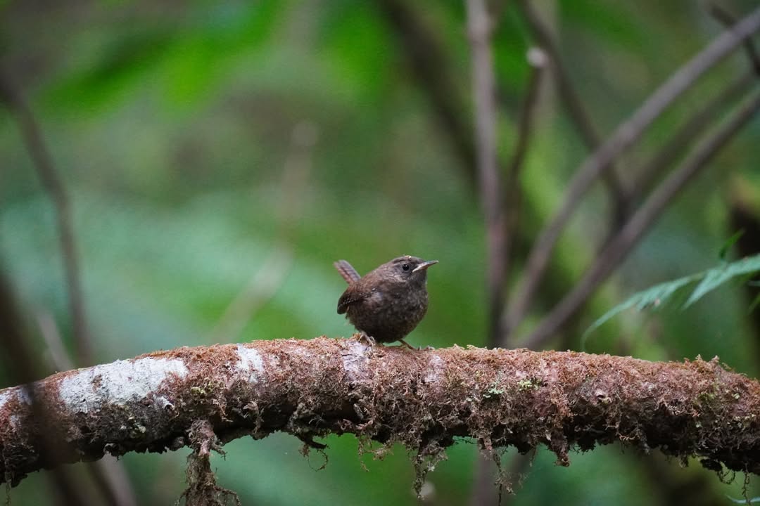 Pacific Wren