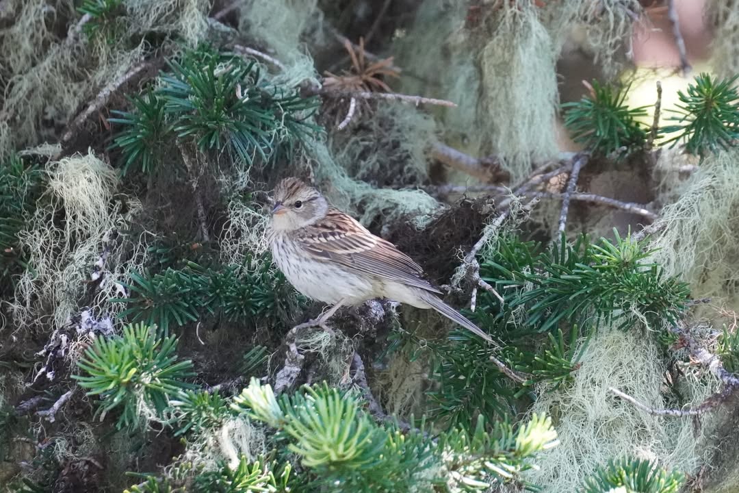 Pine Siskin on Hurricane Hill Trail