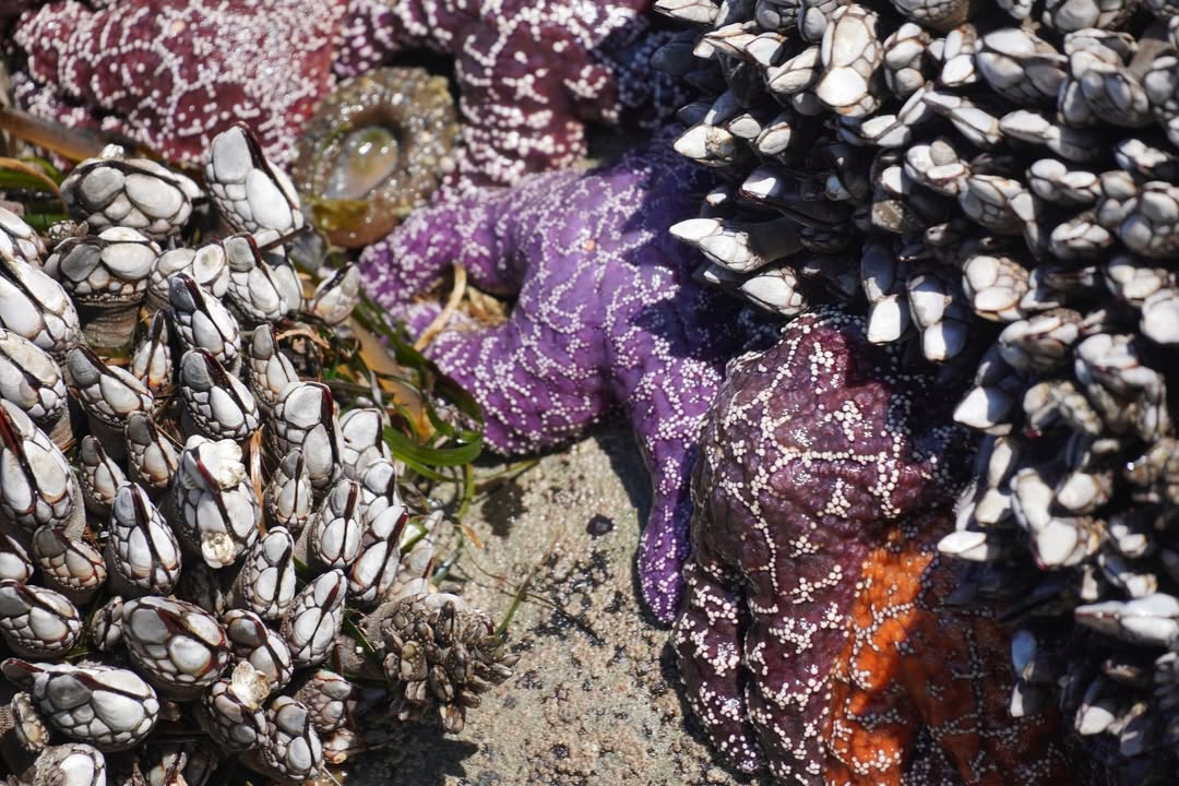 Purple Starfish on Rialto Beach