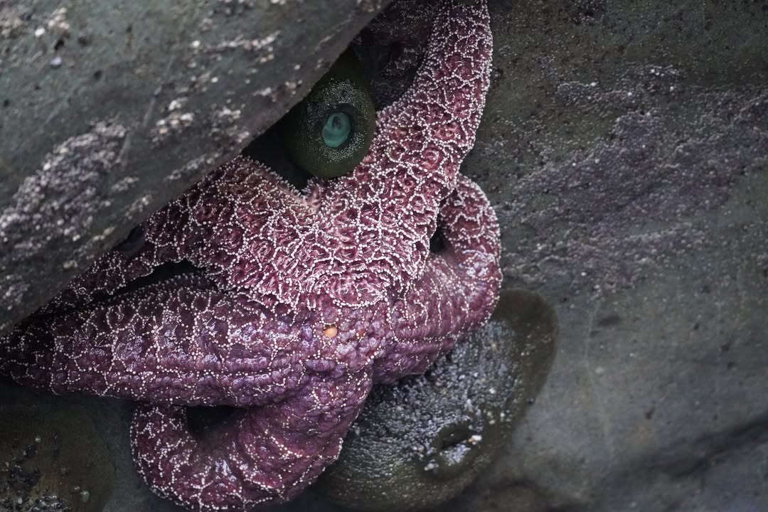 Purple Starfish on Rialto Beach