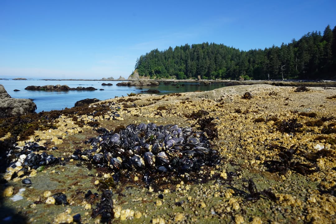 Rialto Beach Views