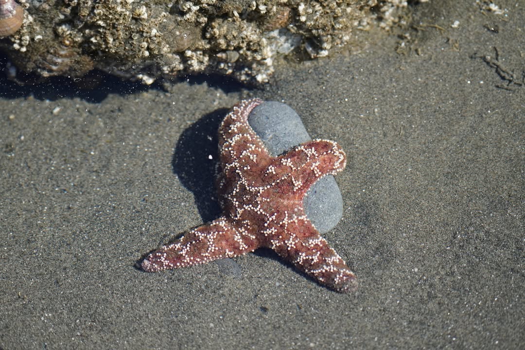 Ruby Beach