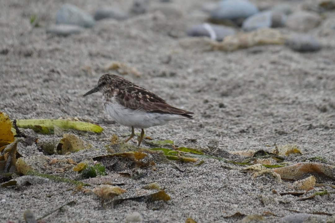 Sandpiper at Dungeness Recreation Area