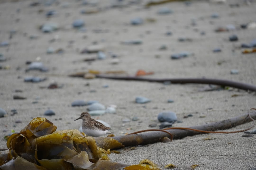 Sandpiper by Kelp at Dungeness Recreation Area