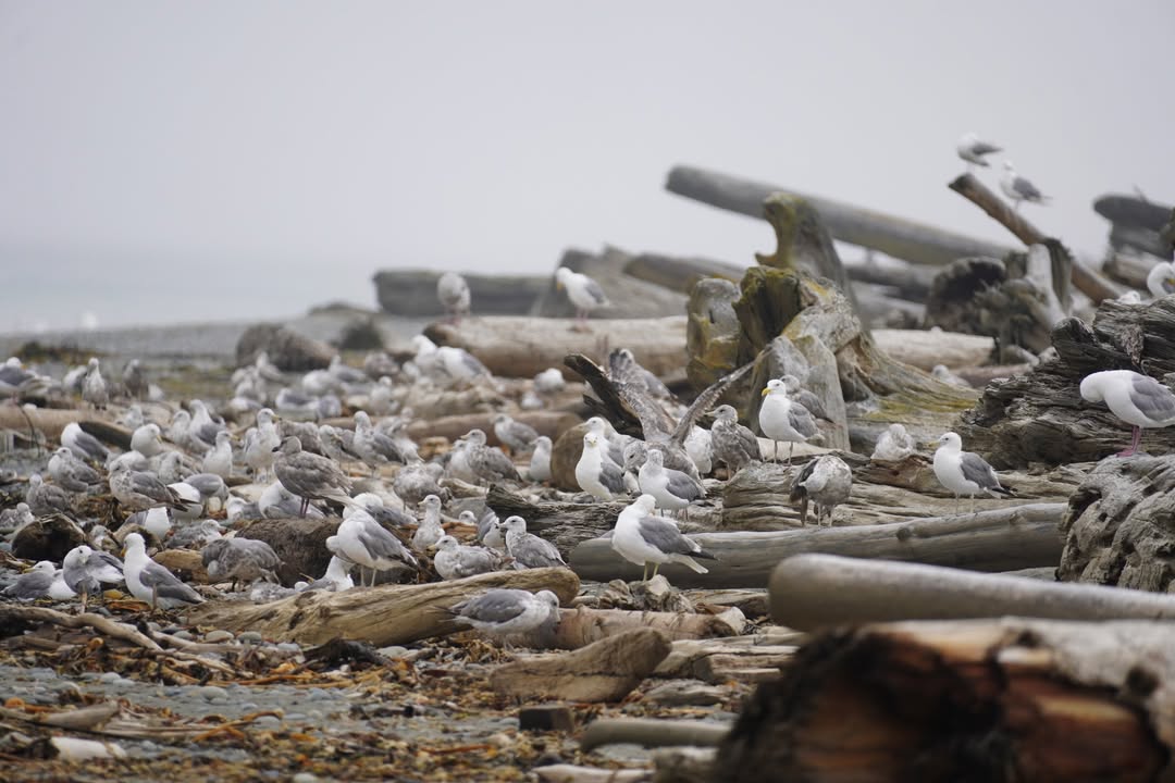 Seagulls at Dungeness Recreation Area