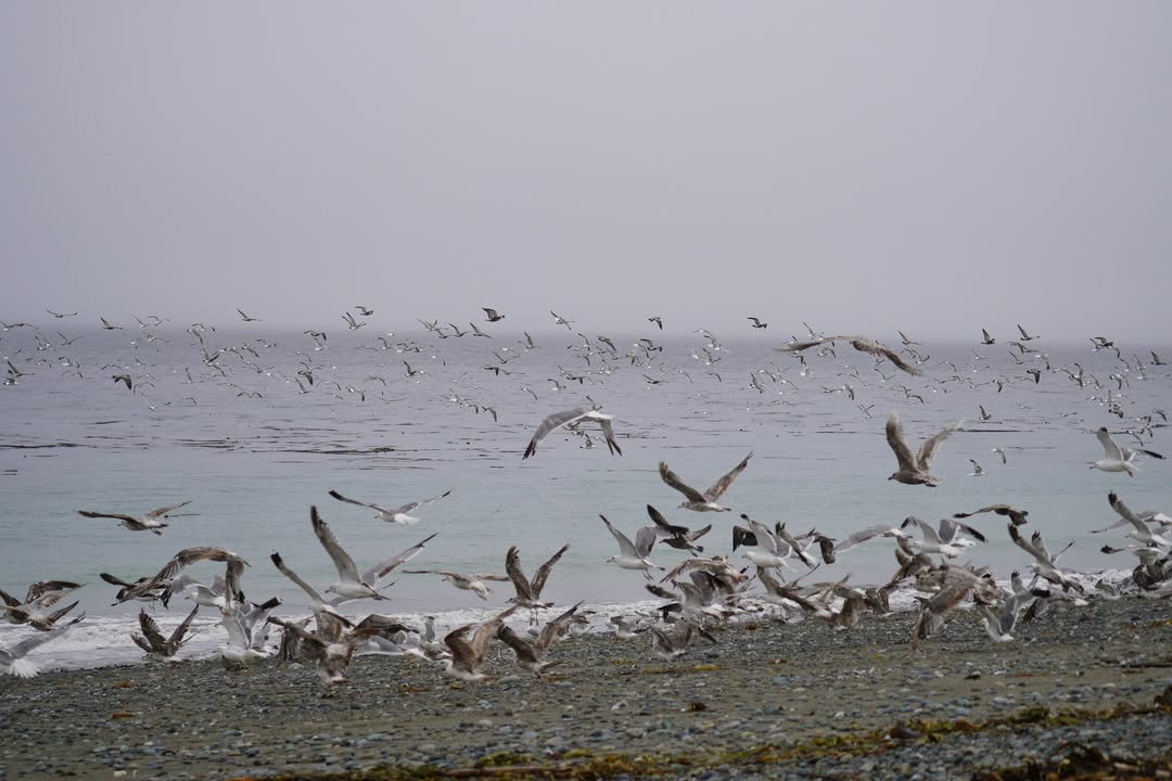 Seagulls at Dungeness Recreation Area