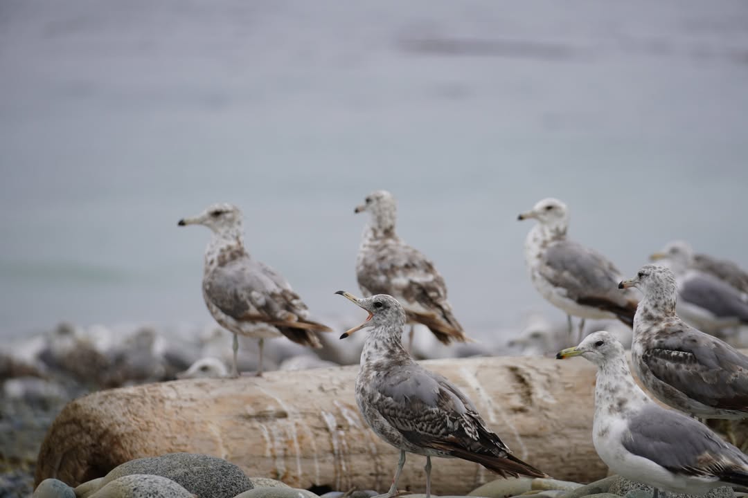 Seagulls at Dungeness Recreation Area