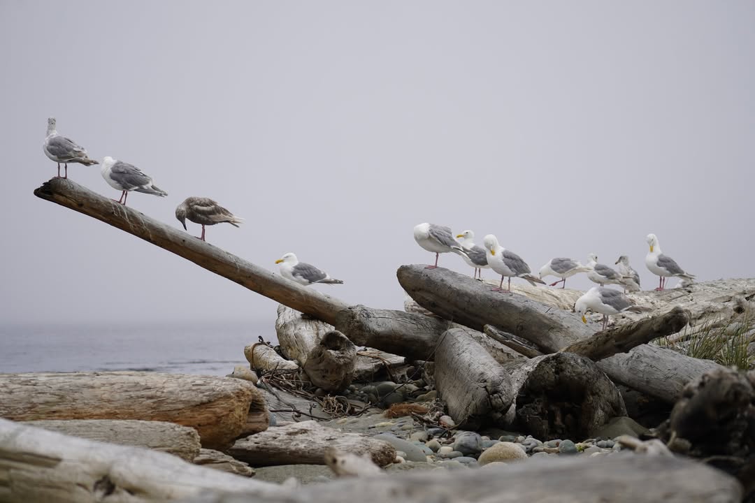 Seagulls at Dungeness Recreation Area