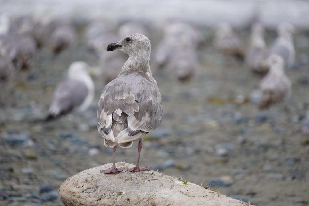 Seagulls at Dungeness Recreation Area