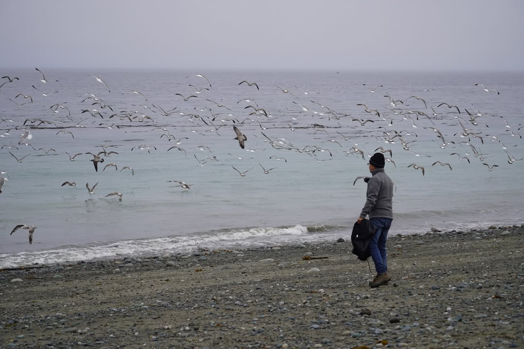 Seagulls at Dungeness Recreation Area