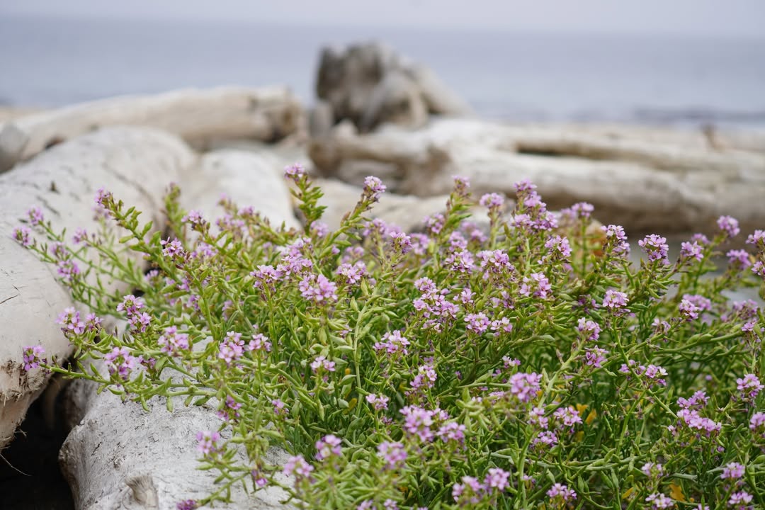 Searocket at Dungeness Recreation Area