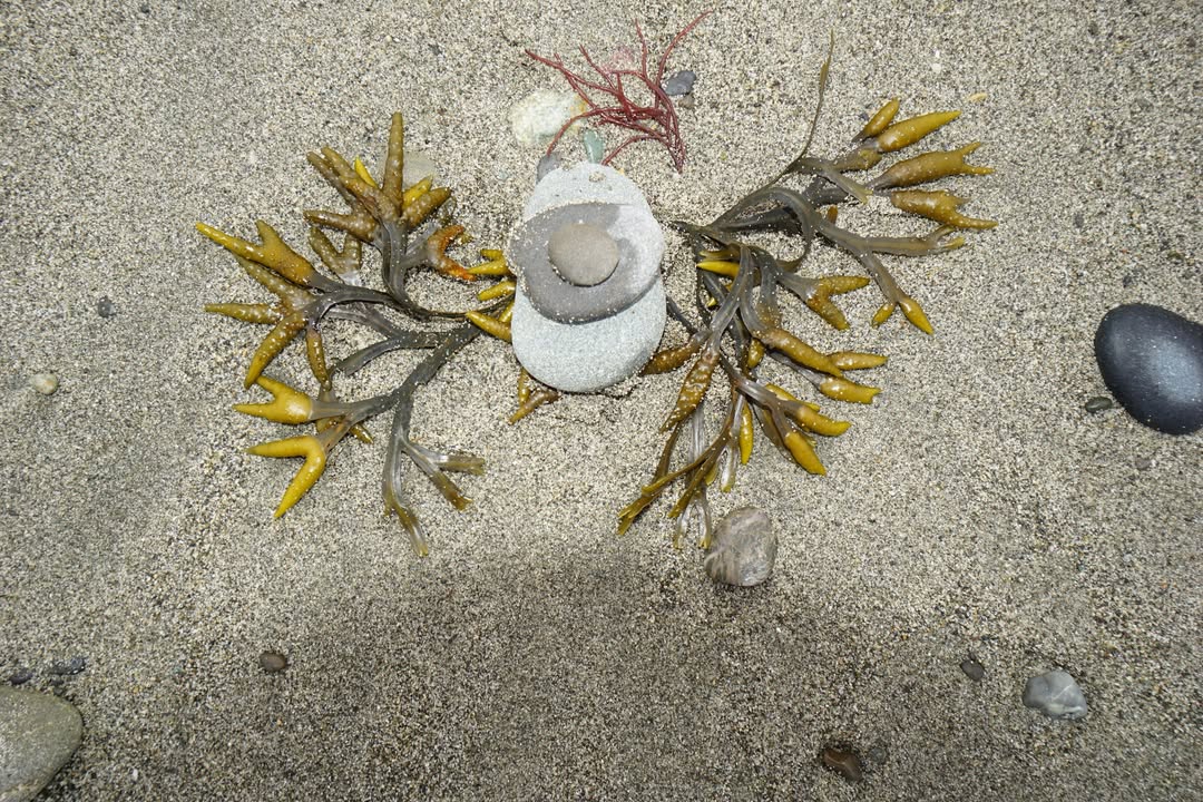 Seaweed Art at Dungeness Recreation Area