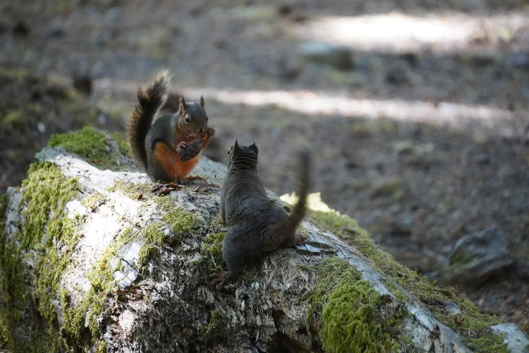 Squirrel Spat at Sol Duc Campground