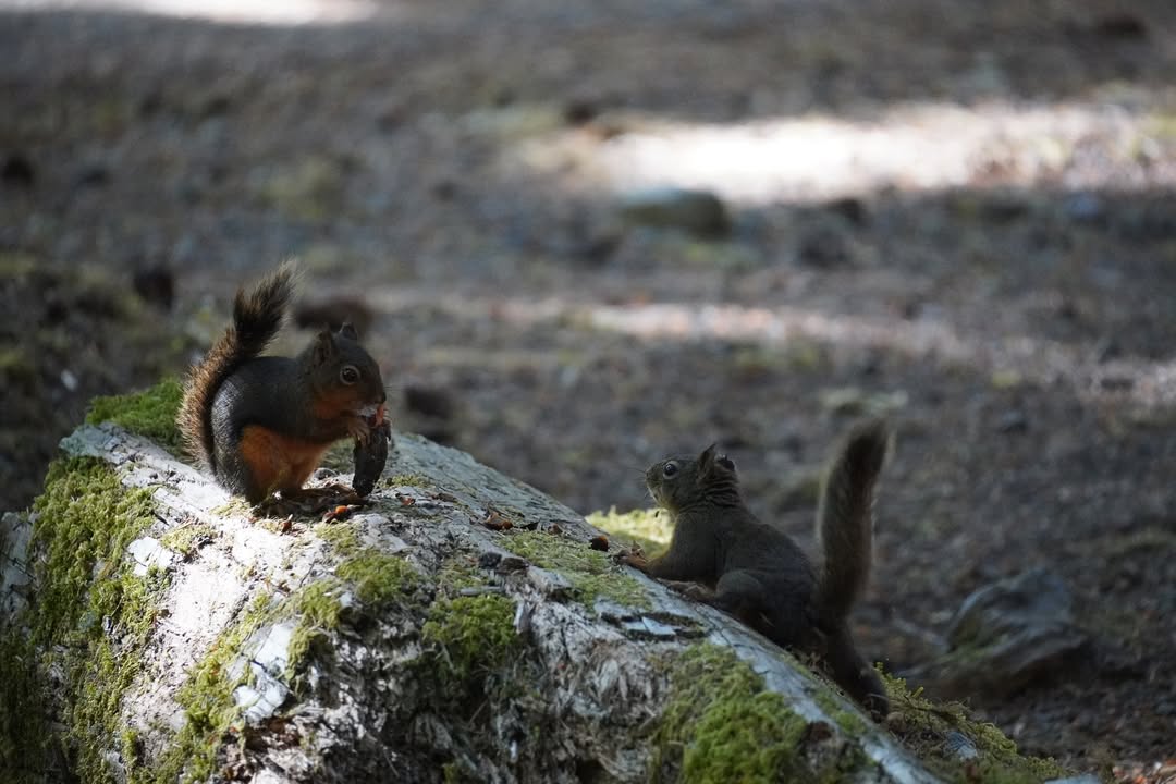 Squirrel Spat at Sol Duc Campground