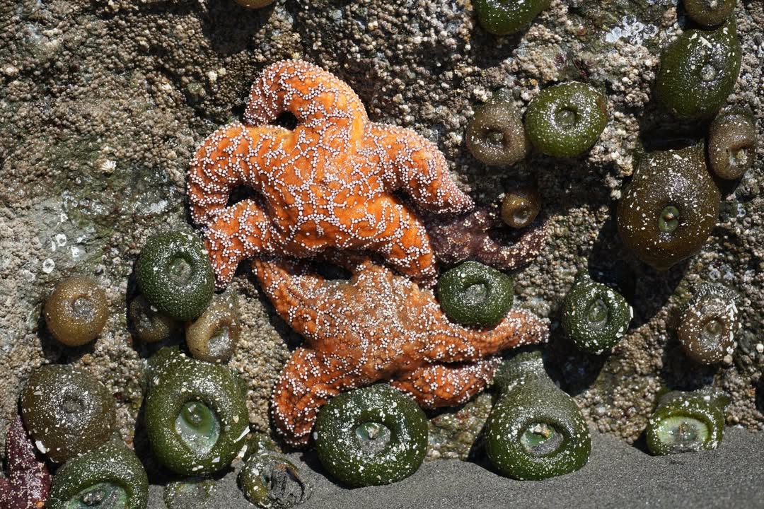Starfish and Anemones Ruby Beach