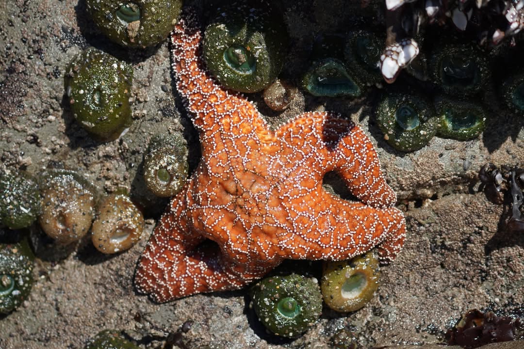 Starfish on Rialto Beach