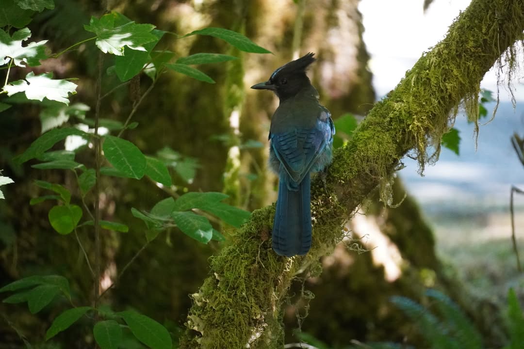 Stellar Jay at Bogachiel Campground