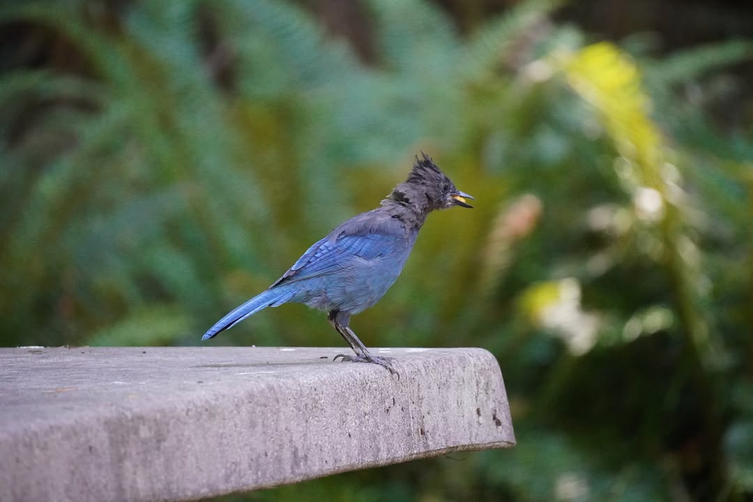 Stellar Jay at Lake Crescent Picnic Table