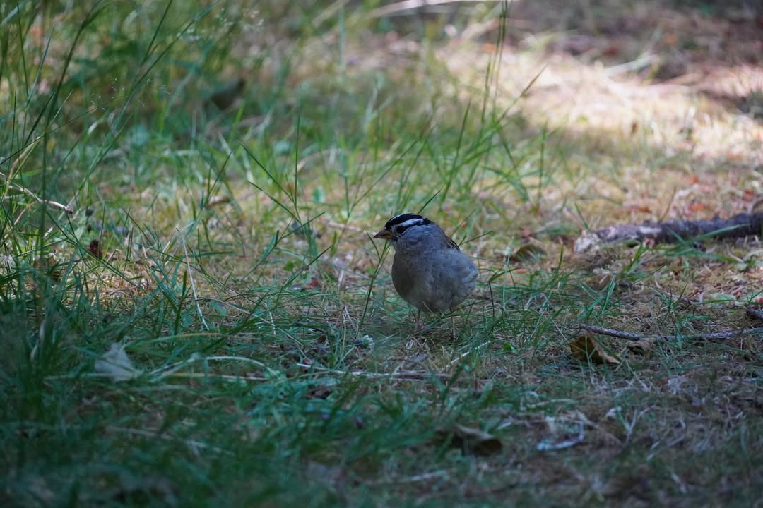 White-crowned Sparrow at Lake Crescent Picnic Table