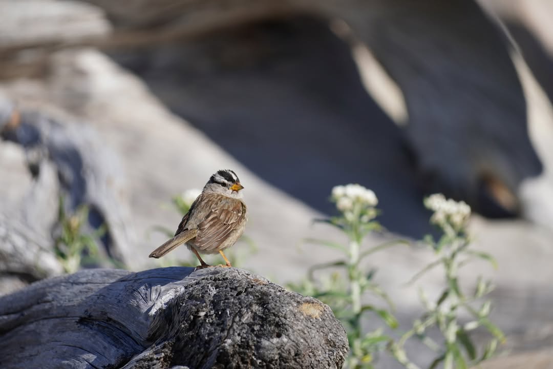 White-crowned Sparrow on Rialto Beach