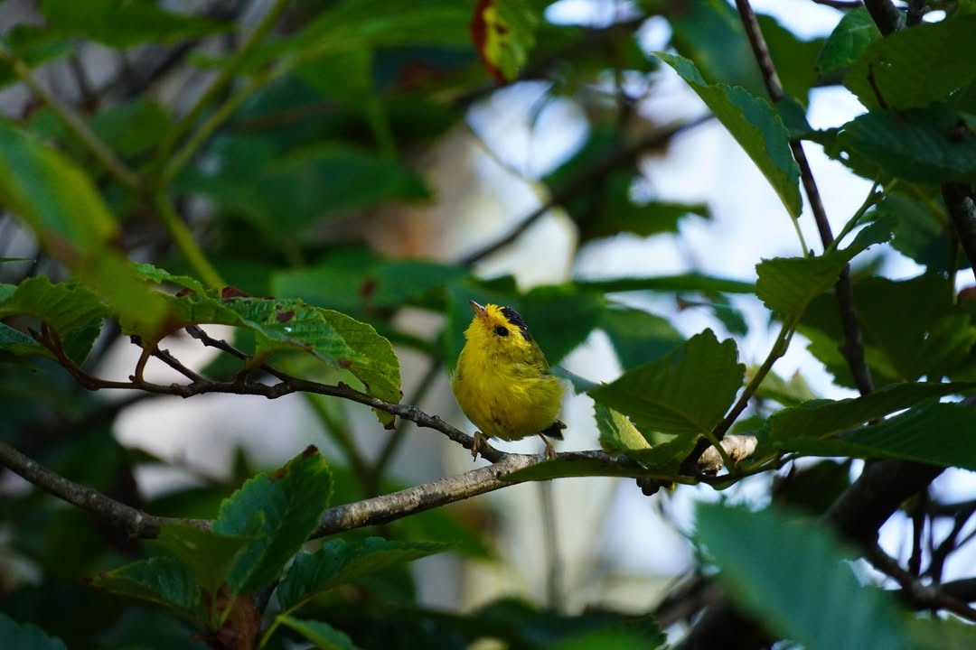 Wilson Warbler at Ruby Beach