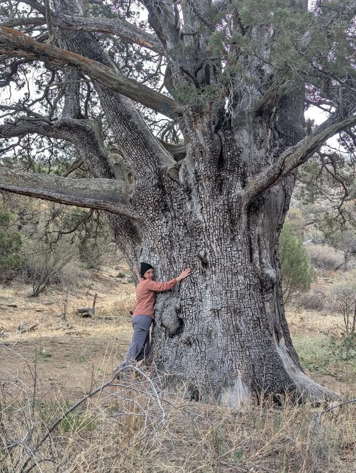 Alligator Juniper on Pine Tree Loop Trail