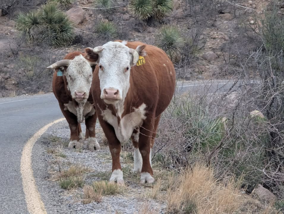 Cows along the road near Organ Mountains–Desert Peaks National Monument