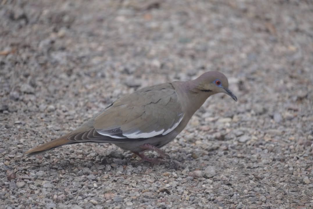 Dove at Aguirre Spring Campground