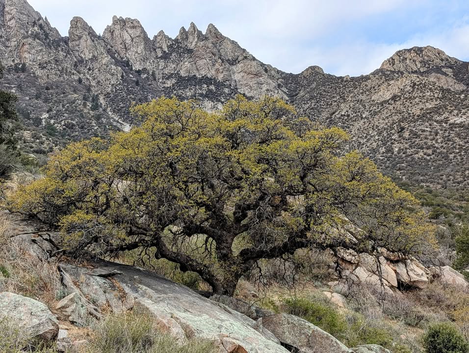 Netleaf Hackberry on Pine Tree Loop Trail