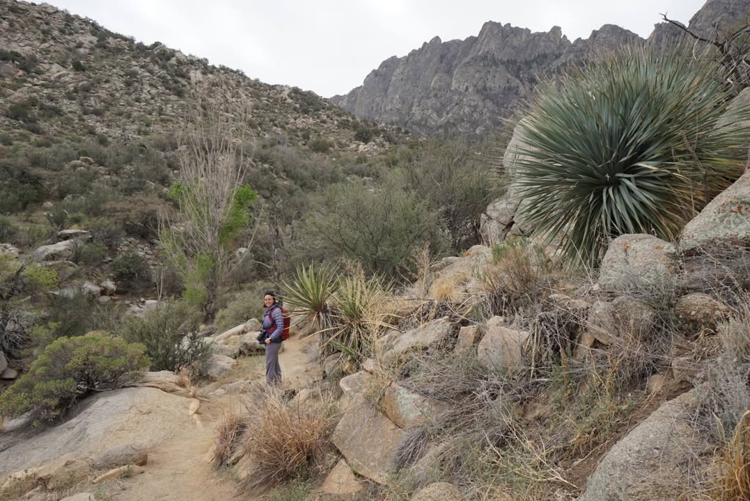 Pine Tree Loop Trail