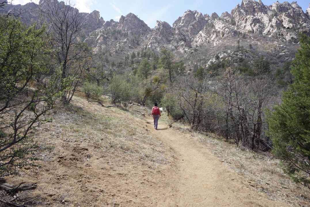 Pine Tree Loop Trail