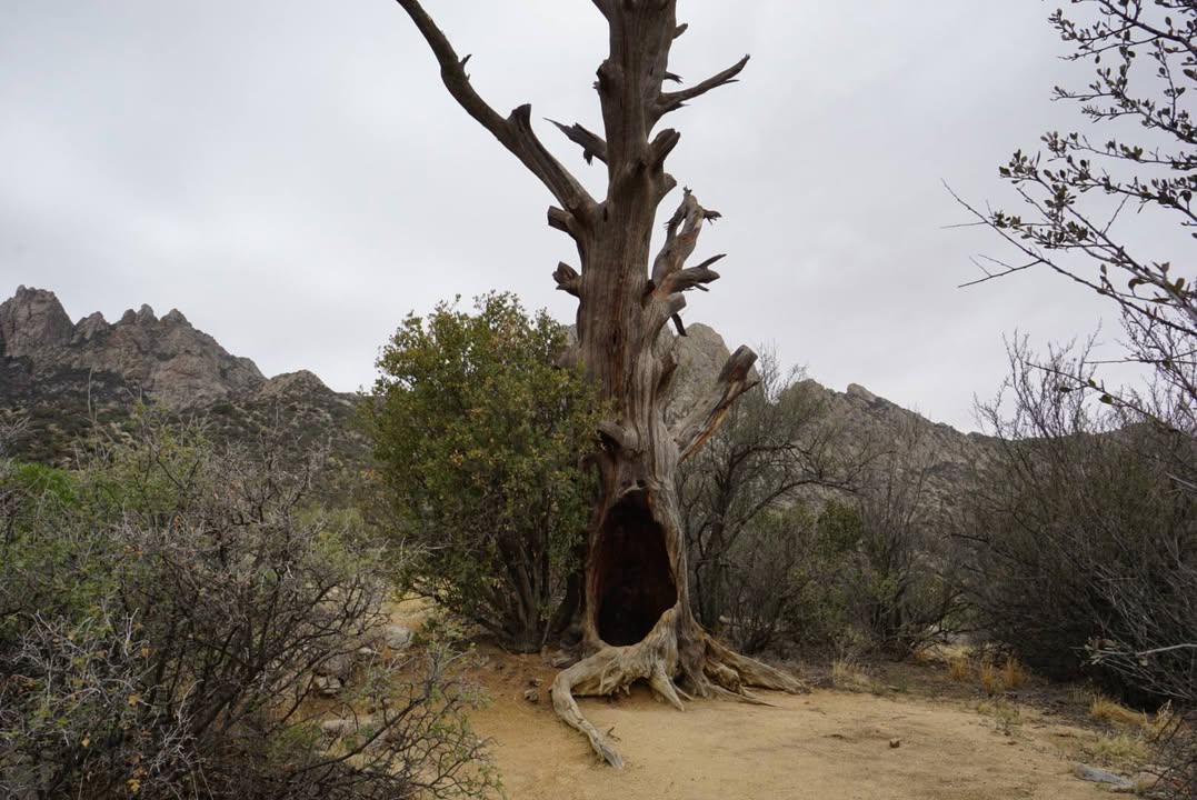 Pine Tree Loop Trail