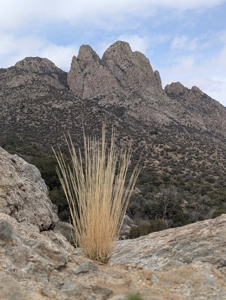 Pine Tree Loop Trail Views