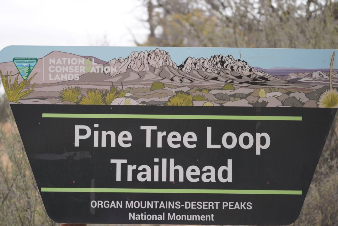 Pine Tree Loop Trailhead